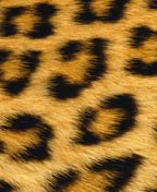 Leopardova koza